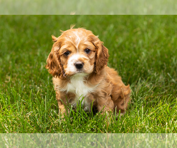Medium Photo #6 Cocker Spaniel Puppy For Sale in NAPPANEE, IN, USA