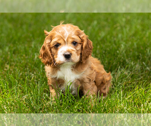 Medium Cocker Spaniel