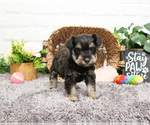 Small #15 Schnauzer (Miniature)