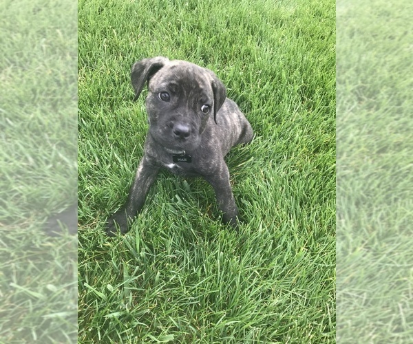 Medium Photo #3 Cane Corso Puppy For Sale in WESTFIELD, IN, USA