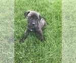 Small Photo #3 Cane Corso Puppy For Sale in WESTFIELD, IN, USA