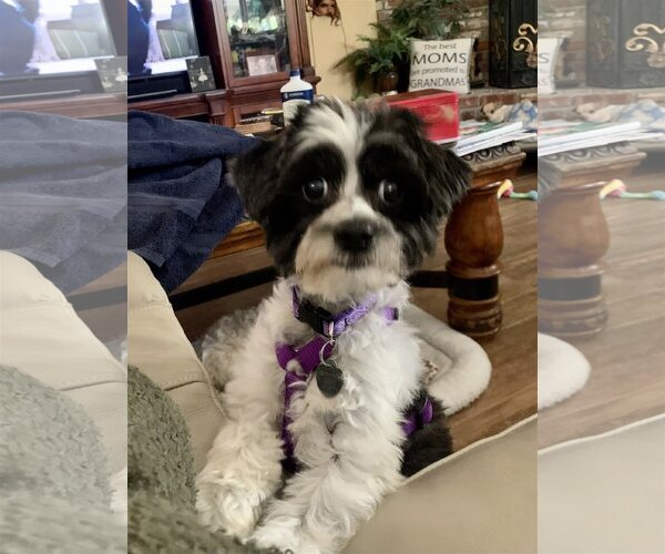 Medium Photo #6 Maltese-Poodle (Toy) Mix Puppy For Sale in Santa Clarita, CA, USA