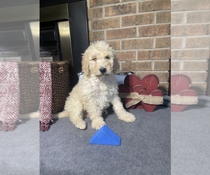 Goldendoodle-Poodle (Standard) Mix Puppy for sale in SELMER, TN, USA