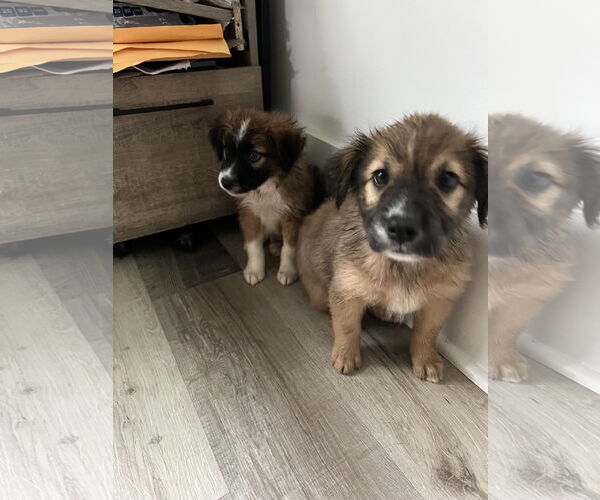 Medium Photo #3 Mutt Puppy For Sale in Mount Pleasant, SC, USA