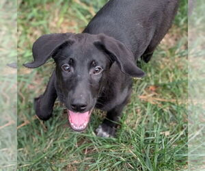 Labrador Retriever-Unknown Mix Dogs for adoption in Holly Springs, NC, USA