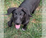 Small Labrador Retriever Mix