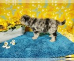 Small Photo #8 Goldendoodle-Poodle (Toy) Mix Puppy For Sale in COLORADO SPRINGS, CO, USA