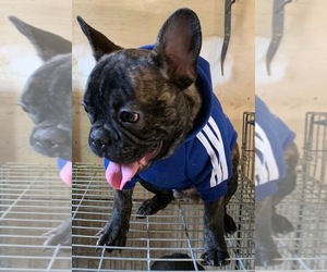 French Bulldog Puppy for sale in BALDWIN, NY, USA