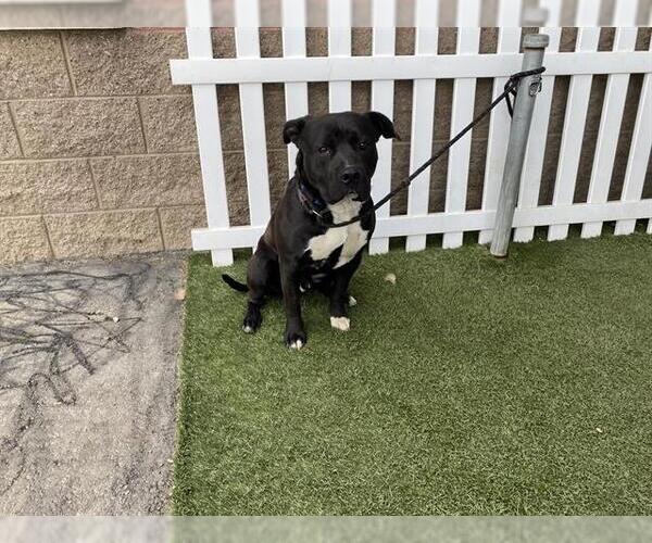 Medium Photo #1 Mutt Puppy For Sale in Modesto, CA, USA