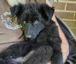 Small #8 German Shepherd Dog