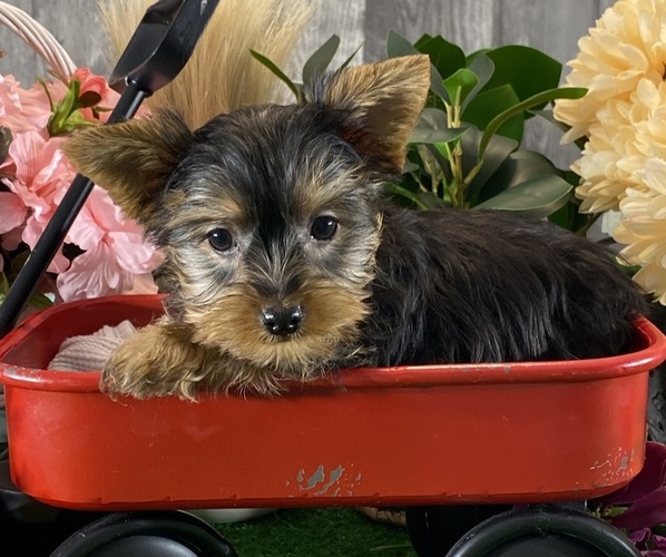 Medium Photo #2 Yorkshire Terrier Puppy For Sale in CANOGA, NY, USA
