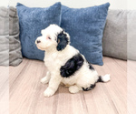 Small Photo #29 Sheepadoodle Puppy For Sale in MILLERSBURG, OH, USA