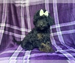 Small #3 Cavapoo