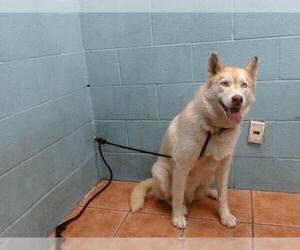Siberian Husky Dogs for adoption in Downey, CA, USA