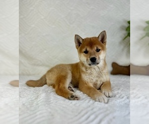 Shiba Inu Puppy for sale in GREENFIELD, IN, USA