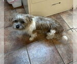 Small Shih Tzu Mix