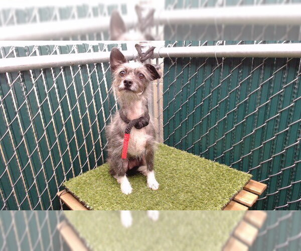 Medium Photo #1 Miniature Schnauzer-Unknown Mix Puppy For Sale in Downey, CA, USA
