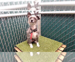 Miniature Schnauzer-Unknown Mix Dogs for adoption in Downey, CA, USA