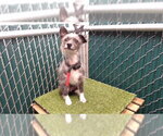 Small Miniature Schnauzer Mix