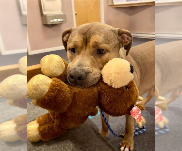 Medium Photo #6 Mutt Puppy For Sale in Gloversville, NY, USA