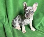 Puppy 1 French Bulldog