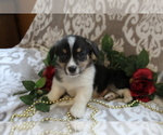 Small Photo #10 Pembroke Welsh Corgi Puppy For Sale in SHILOH, OH, USA