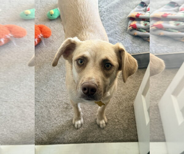 Medium Photo #6 Labrador Retriever-Unknown Mix Puppy For Sale in Sandy, UT, USA