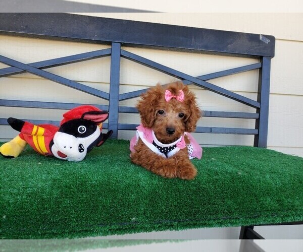 Medium Photo #5 Maltipoo Puppy For Sale in SANTA CLARITA, CA, USA