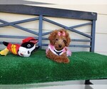 Small Photo #5 Maltipoo Puppy For Sale in SANTA CLARITA, CA, USA