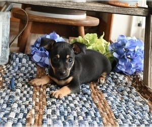 Chihuahua Puppy for sale in MOUNT VERNON, OH, USA