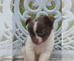 Small #2 Chihuahua