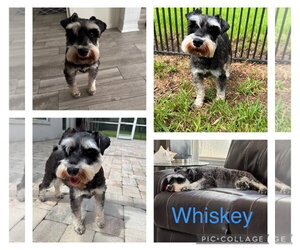 Mutt Dogs for adoption in Valrico, FL, USA
