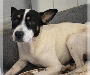 Mutt Dogs for adoption in San Antonio, TX, USA