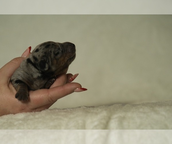 Medium Photo #7 Dachshund Puppy For Sale in NEVADA CITY, CA, USA