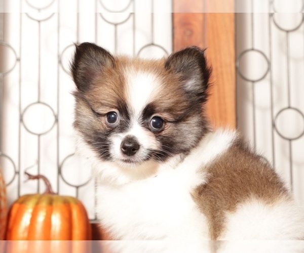 Medium Photo #4 Pomeranian Puppy For Sale in NAPLES, FL, USA
