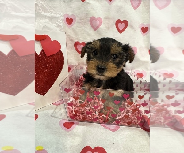 Medium Photo #2 Yorkshire Terrier Puppy For Sale in NORMAN, OK, USA