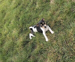 Medium Rat Terrier
