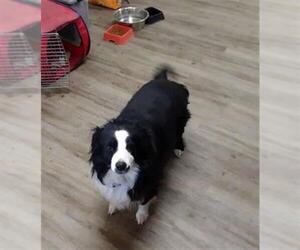 Border Collie Dogs for adoption in Ogden, UT, USA