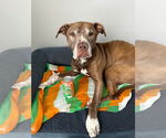 Small #13 American Pit Bull Terrier Mix