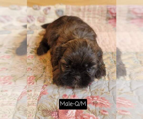 Medium Photo #16 Shih Tzu Puppy For Sale in MANES, MO, USA