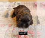 Small Photo #16 Shih Tzu Puppy For Sale in MANES, MO, USA