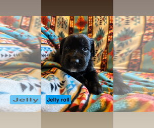 Labrador Retriever-Unknown Mix Dogs for adoption in Duluth, MN, USA