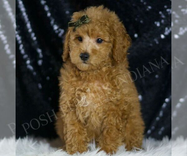 Medium Photo #1 Poodle (Toy) Puppy For Sale in WARSAW, IN, USA