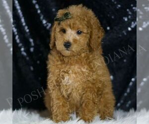 Poodle (Toy) Puppy for sale in WARSAW, IN, USA