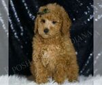 Small Poodle (Toy)