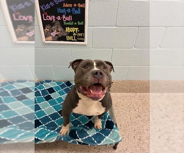 Medium Photo #1 American Staffordshire Terrier Puppy For Sale in Brighton, CO, USA