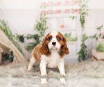 Small Photo #16 Cavalier King Charles Spaniel Puppy For Sale in WARSAW, IN, USA
