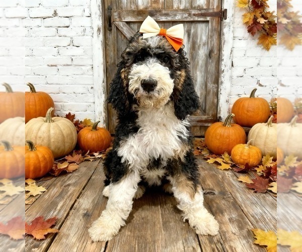 Medium Photo #2 Bernedoodle Puppy For Sale in MENIFEE, CA, USA