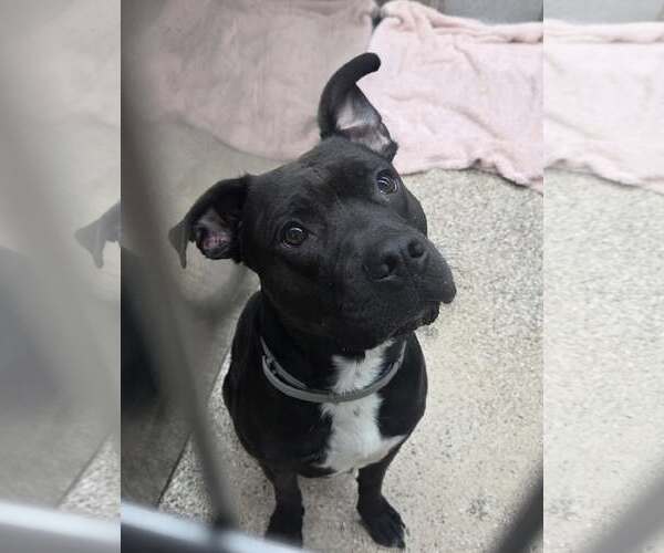 Medium Photo #1 American Pit Bull Terrier-Unknown Mix Puppy For Sale in Martinsburg, WV, USA