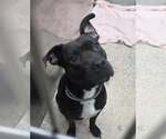 Small American Pit Bull Terrier Mix